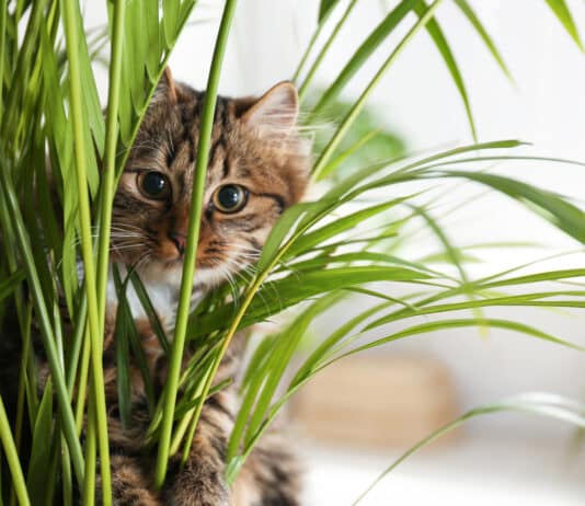 Zoom sur les plantes toxiques pour les chats