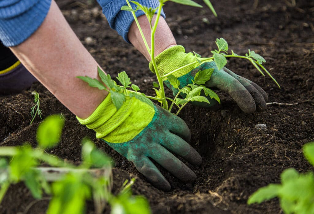 Gants de jardinage