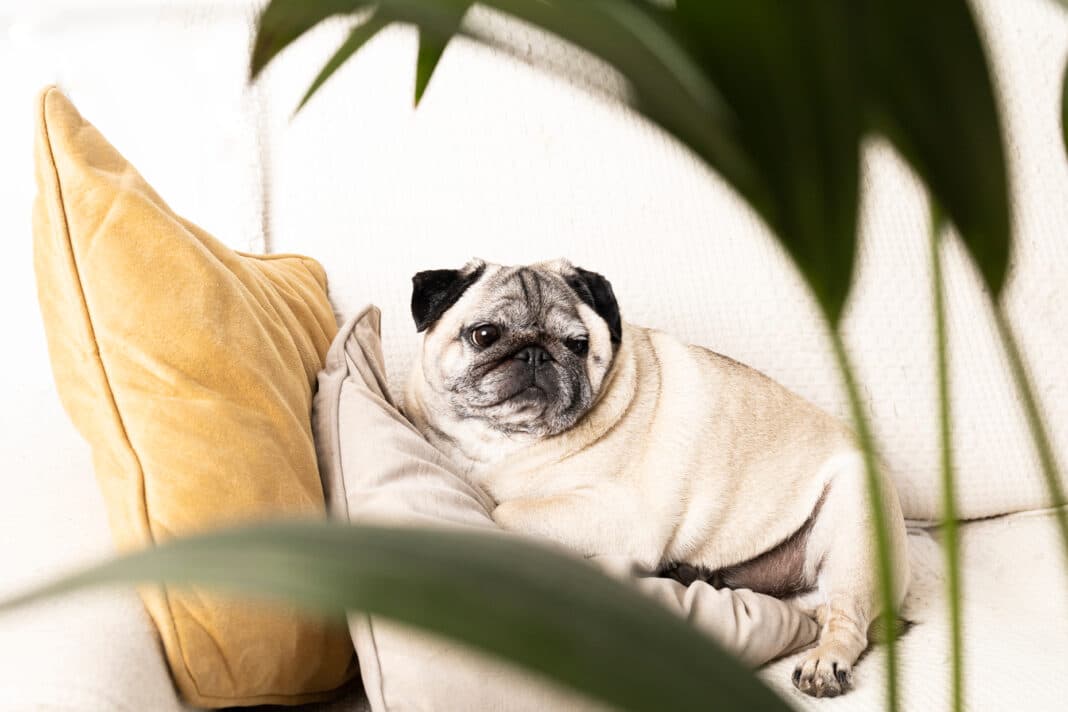 Zoom sur les plantes toxiques pour les chiens