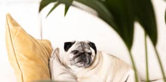 Zoom sur les plantes toxiques pour les chiens